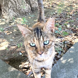 ♦超甘えん坊野良ちゃん♦
