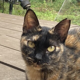 人懐っこいサビ女の子