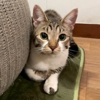 マイペースさん♪お顔の模様が可愛いキジ白、塩です