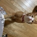 募集一時停止中　