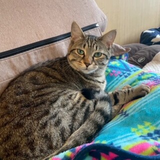 ビビリだけど甘えん坊♪猫には強気なキジトラ大ちゃん