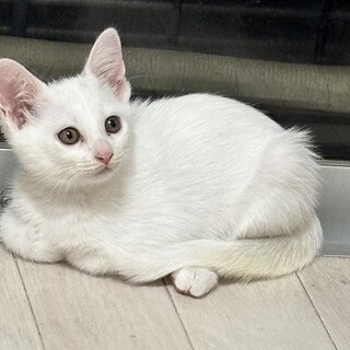 あそぶの大好きましろちゃん