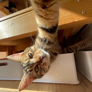 明るいキジトラ模様♪イタズラ好き甘えん坊の福！