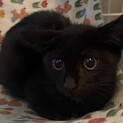 仲良し姉妹のキキ&ジジ、黒猫のジジ