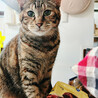ペコちゃん約2歳♀不思議な模様の猫 サムネイル4