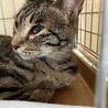 ペコちゃん約2歳♀不思議な模様の猫 サムネイル5