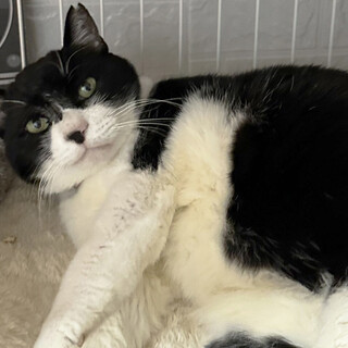 親方5歳♂とっても優しい白黒猫