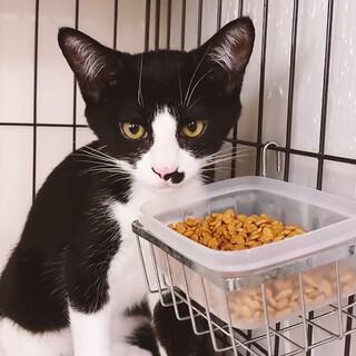 白黒猫兄妹♂仁くん約4ヵ月半