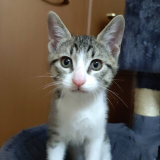 元気ありあまる活発すぎるおうぎ（扇）くん