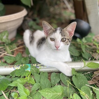 元気な仔猫の里親募集