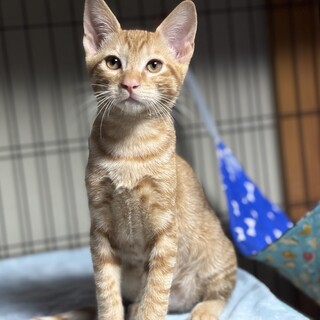 お膝大好きゴロスリの可愛い茶トラ❤️