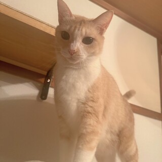 かわいいあまえんぼのみるくてぃちゃん