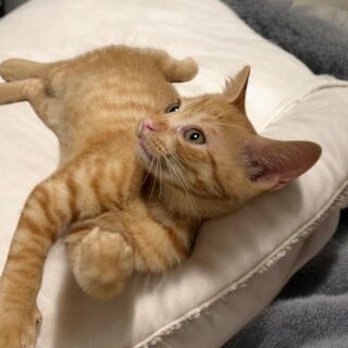 傘ねこ譲渡会で兄妹一緒のお家にご縁がありました