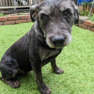 ジュナウザーMIXのジャスミン