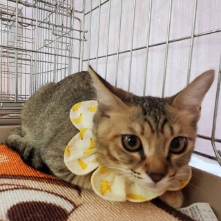 【10/19東日本橋】甘えんぼ♡メバルちゃん