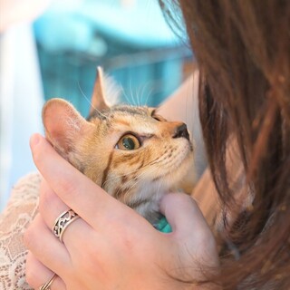 傘ねこ譲渡会で兄妹一緒のお家にご縁がありました