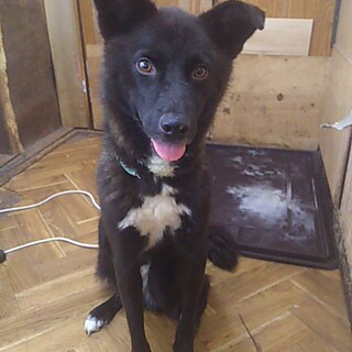 行く場の無い子です。