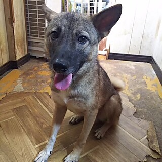 保護犬！里親様緊急募集！！