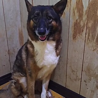 保護犬！里親様緊急募集！！