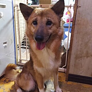 保護犬！里親様緊急募集！！