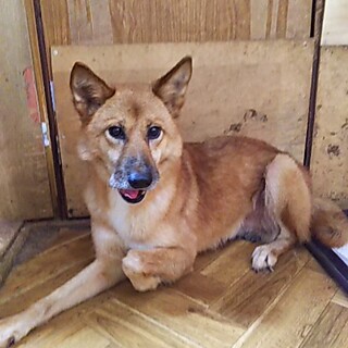 保護犬！里親様緊急募集！！