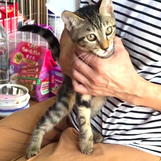 尻尾が長いキジトラちゃん