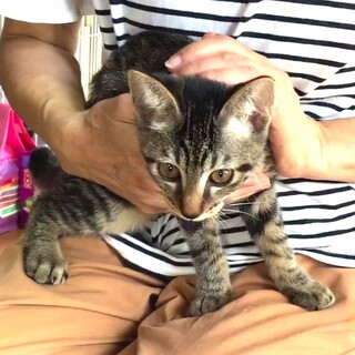 セミロング尻尾のキジトラちゃん