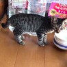 セミロング尻尾のキジトラちゃん サムネイル2