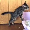 セミロング尻尾のキジトラちゃん サムネイル6