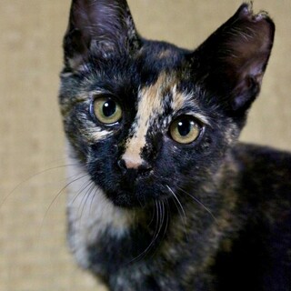 なつこくて愛らしいメグちゃんを家族に