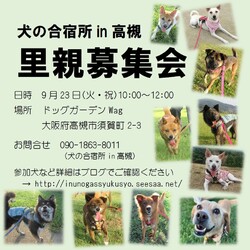 「犬の合宿所in高槻」の里親募集会