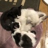 子猫４匹 サムネイル2