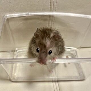 シリアンハムスター(セーブル)の里親募集