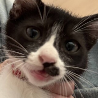 わんぱくおてんば女子のつくしちゃん