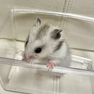 シリアンハムスター(シルバー)の里親募集