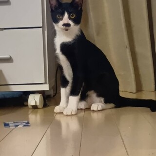 遊び盛りの穏やかオレオくん