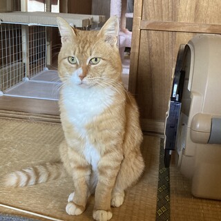 ちゃとらのちゃいろ君