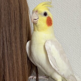 可愛いオカメインコです