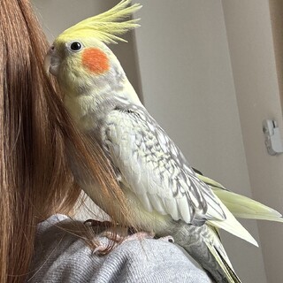 可愛いオカメインコです