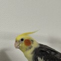 オカメインコです