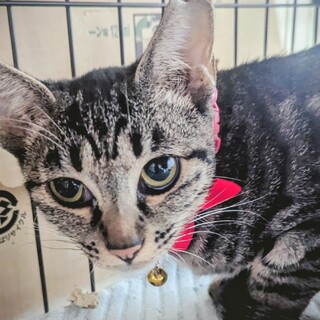 とても大人しいキジトラ女の子（約5〜6ヶ月）