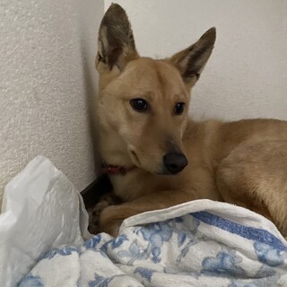 周南で保護された★まる★さんの家族を募集しています