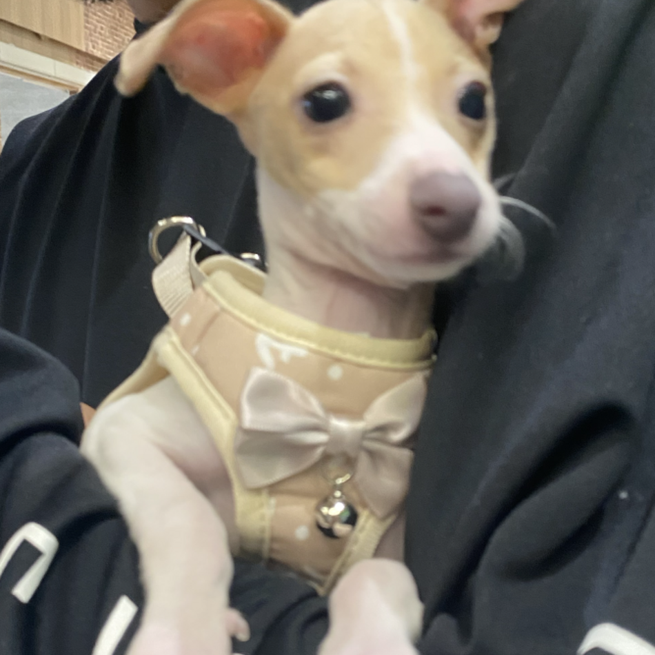 サピのカバー写真