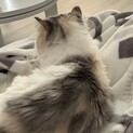 【マンチカン】甘えん坊な女の子です
