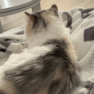 【マンチカン】甘えん坊な女の子です