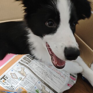 5ヶ月、ボーダーコリー、賢くて甘えん坊な女の子