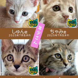 28匹の子猫まつり★みよし市