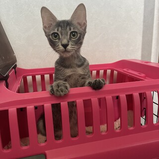 綺麗な毛色シルバーグレーのすずちゃん