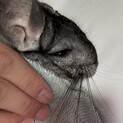一才のメスですごく可愛いです