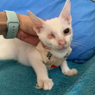 障害は問題無し人懐こい白猫JJ